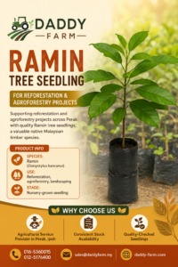 Ramin tree seedling (Anak Pokok Ramin) supplied by Daddy Farm, supporting reforestation and agroforestry projects across Perak, Malaysia.