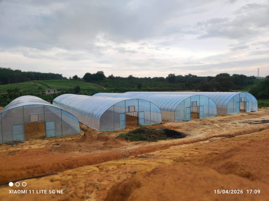 Completed polytunnel installation project for customer farm, Daddy Farm Agricultural Service Provider, Perak, Ipoh.