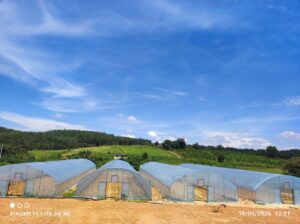 Aerial view of polytunnel farm structures installed by Daddy Farm, Agricultural Service Provider in Perak, Ipoh.