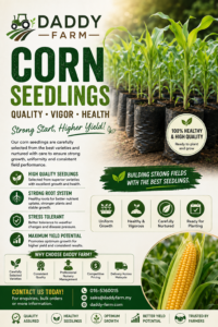 Healthy corn seedlings from Daddy Farm, carefully nurtured for strong roots, uniform growth and reliable planting performance for farms and agricultural projects in Malaysia.